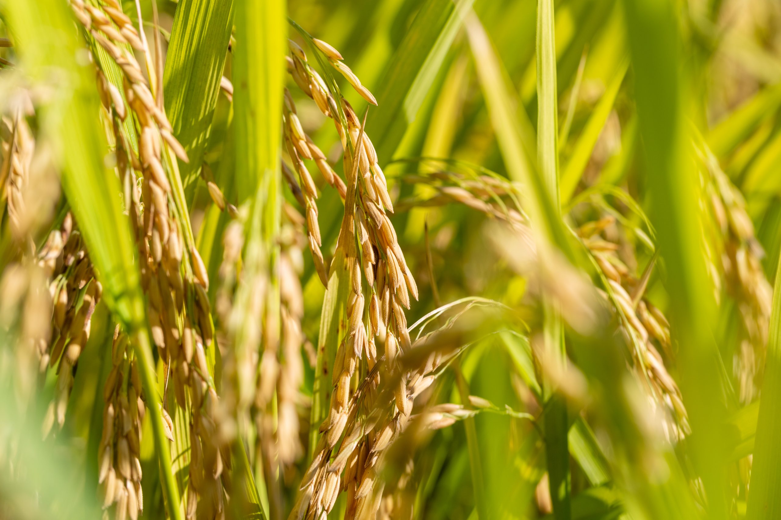 What is Food Security?