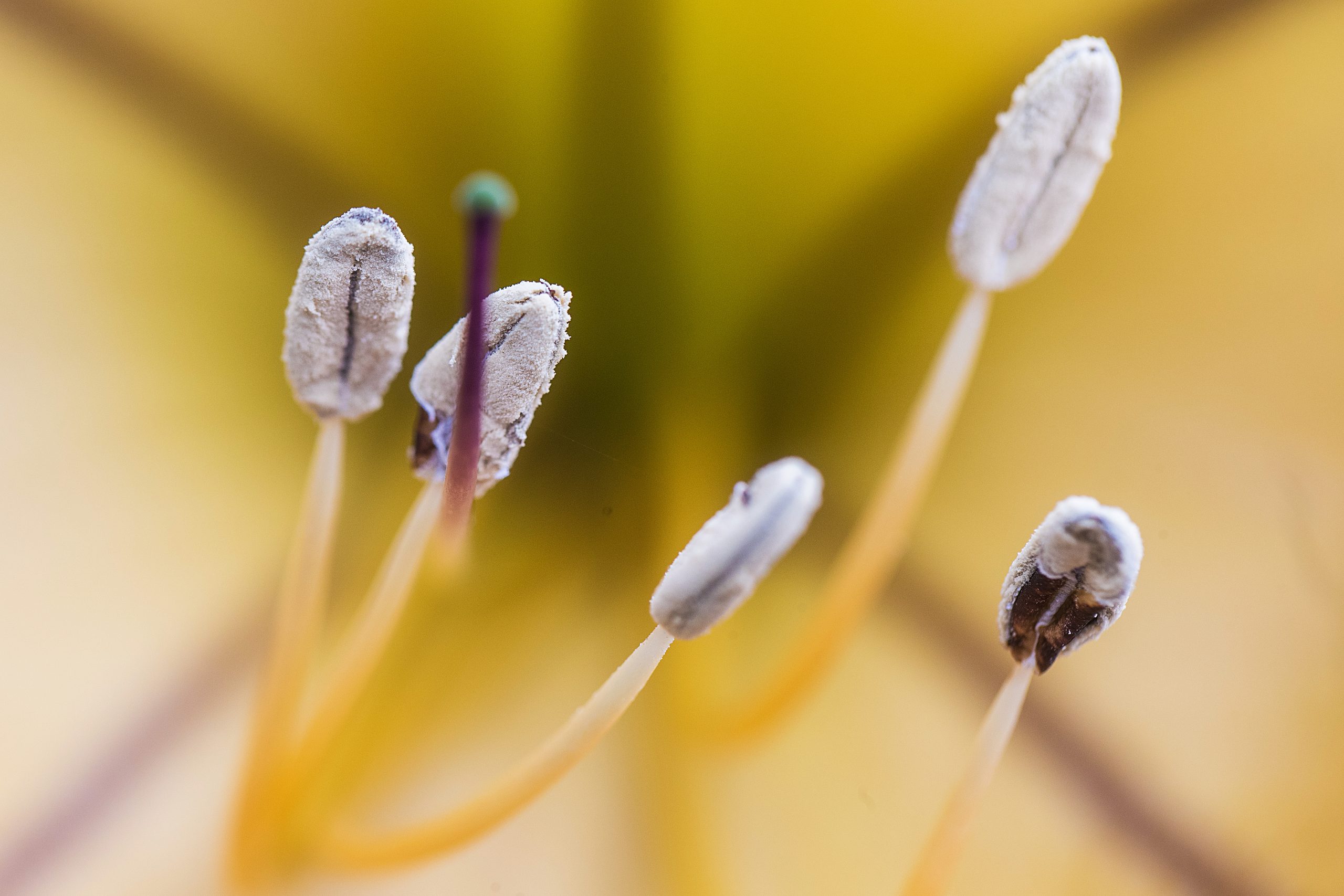 What is pollen allergy?